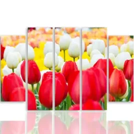 obraz-foto-5-czesci-owy-plotnie-tulipany-300x140