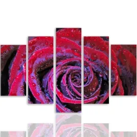 obraz-foto-5-czesci-owy-na-plotnie-roza-250x120