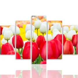 obraz-5-czesci-canvas-biale-i-czerwone-tulipany-300x140