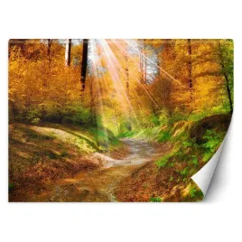 fototapeta-sciezka-w-lesie-450x315