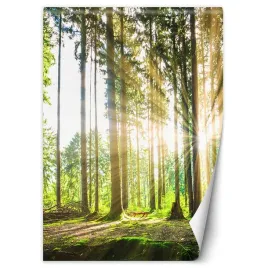 fototapeta-popoludniowe-slonce-w-lesie-100x140