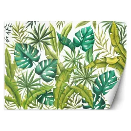 fototapeta-liscie-monstera-350x245