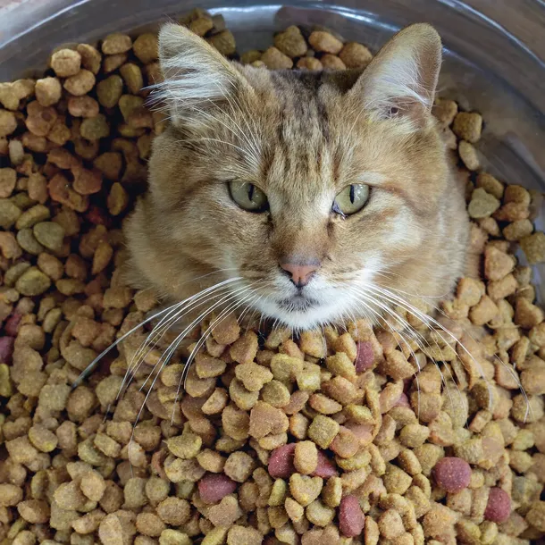 pro-plan-delicate-indyk-15kg-marka-purina-pro-plan