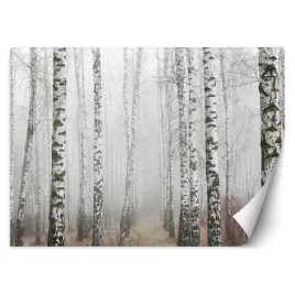 fototapeta-las-brzozowy-we-mgle-450x315