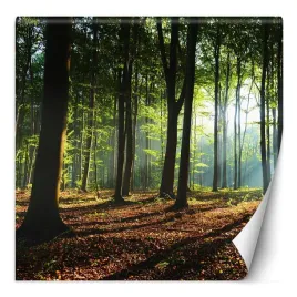 fototapeta-las-i-slonce-przebijajace-przez-korony-drzew-150x150