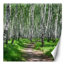 fototapeta-las-brzozowy-i-lesna-sciezka-200x200