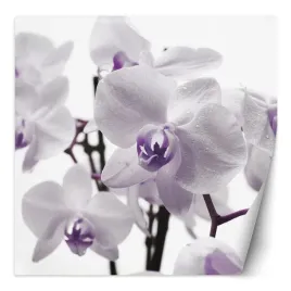 fototapeta-fioletowa-orchidea-z-rosa-na-platkach-300x300