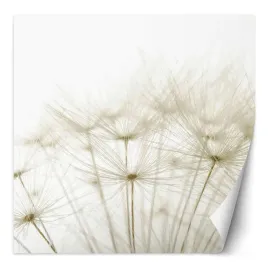 fototapeta-dmuchawce-w-bieli-200x200
