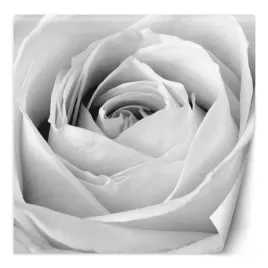 fototapeta-biala-roza-w-rozkwicie-200x200