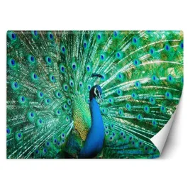 fototapeta-3d-kolorowy-paw-zwierze-ptak-450x315