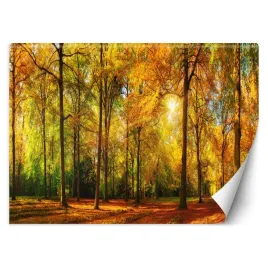 fototapeta-3d-piekny-jesienny-las-slonce-450x315