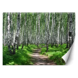 fototapeta-3d-las-brzozowy-za-dnia-sciezka-450x315
