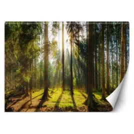 fototapeta-3d-las-w-promieniach-slonca-450x315