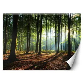 fototapeta-3d-poranek-las-wschod-slonca-400x280