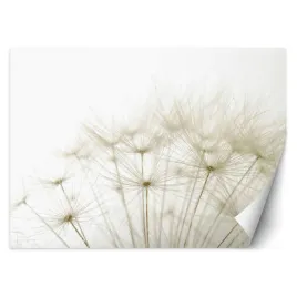 fototapeta-dmuchawce-z-bliska-300x210-3d-glebia