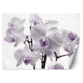 fototapeta-kwitnaca-orchidea-250x175-3d-glebia