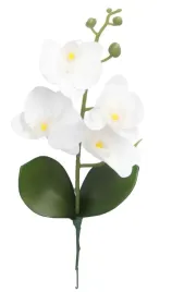 storczyk-orchidea-do-doniczki-38cm-4-glowki