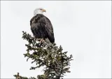 a-young-bald-eagle-carol-highsmith-plakat-100x70-cm