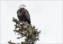 a-young-bald-eagle-carol-highsmith-plakat-100x70-cm