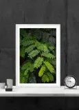 akacja-plakat-42x594-cm-stan-nowy