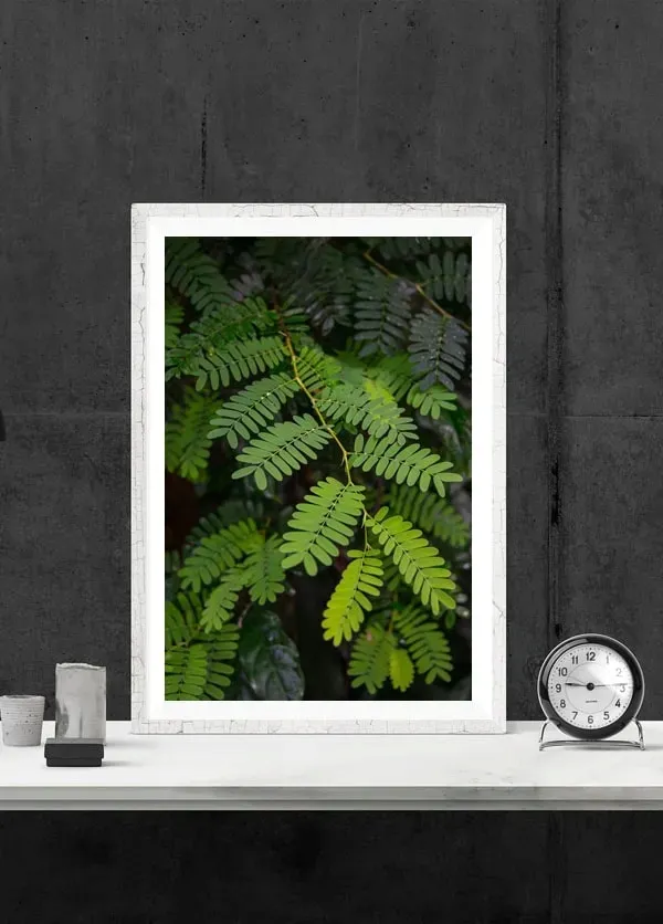 akacja-plakat-42x594-cm