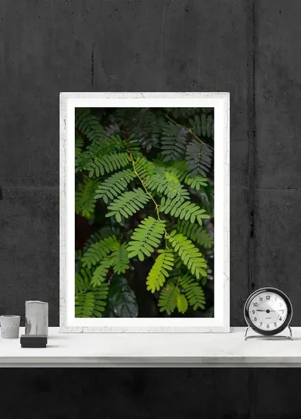 akacja-plakat-61x915-cm-stan-nowy
