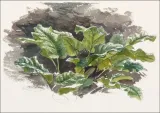 botanical-study-samuel-colman-plakat-80x60-cm