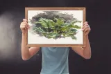 botanical-study-samuel-colman-plakat-80x60-cm-stan-nowy