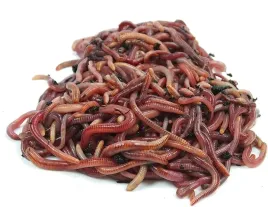 dzdzownice-kalifornijskie-dendrobena-veneta-1kg