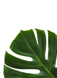 filodendron-plakat-20x30-cm