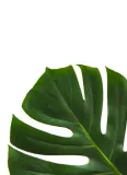 filodendron-plakat-30x40-cm