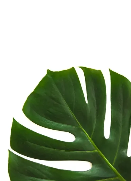 filodendron-plakat-40x60-cm