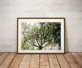 foggy-tree-plakat-40x30-cm