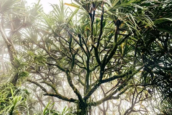 foggy-tree-plakat-40x30-cm