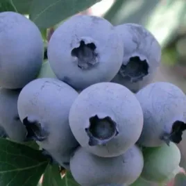 borowka-amerykanska-bluejay-sredniowczesna-plenna-doniczka-2l