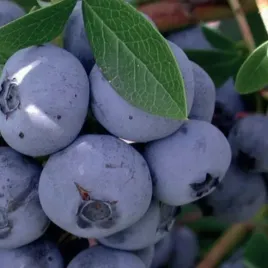 borowka-amerykanska-nelson-duze-slodkie-owoce-2l