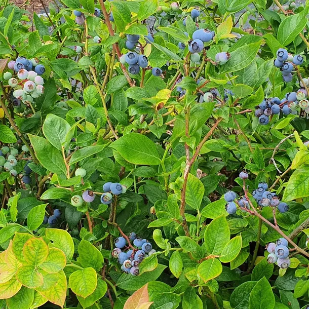 borowka-amerykanska-nelson-duze-slodkie-owoce-2l-roslina-w-postaci-sadzonka-w-pojemniku-1-2l