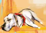 labrador-plakat-594x42-cm