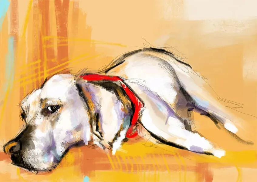 labrador-plakat-594x42-cm