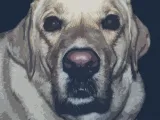 labrador-biszkopt-plakat-50x40-cm