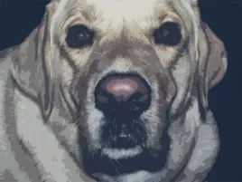 labrador-biszkopt-plakat-50x40-cm
