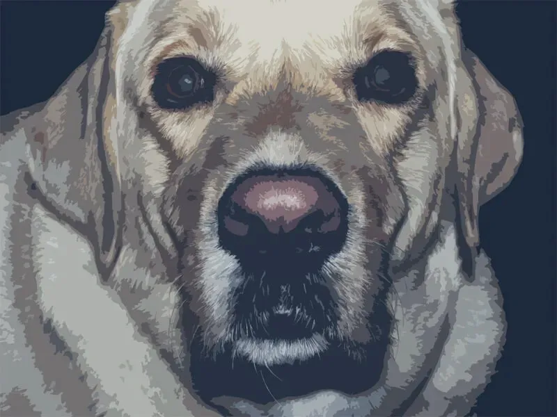labrador-biszkopt-plakat-50x40-cm-stan-nowy