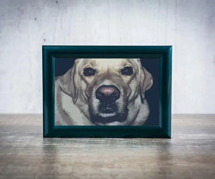 labrador-biszkopt-plakat-50x40-cm-stan-nowy