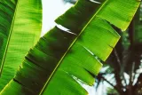 leaf-plakat-100x70-cm-stan-nowy