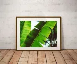 leaf-plakat-70x50-cm