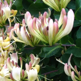 wiciokrzew-przewiercien-pieknie-pachnace-kwiaty-2l