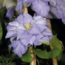 powojnik-mazury-wielkokwiatowy-clematis-pnacy-jasnoniebieski-1l