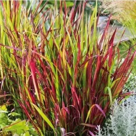 imperata-cylindryczna-red-baron-1l