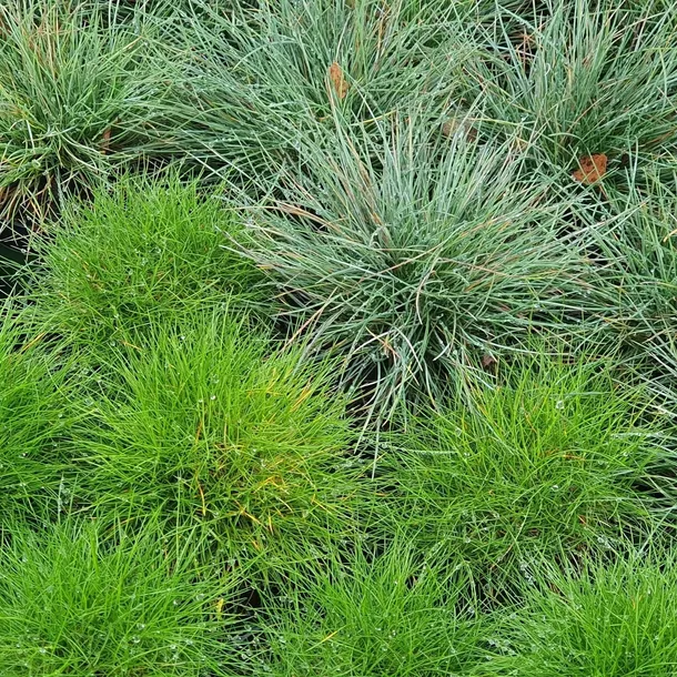 kostrzewa-miotlasta-1l-roslina-w-postaci-sadzonka-w-pojemniku-05-1l