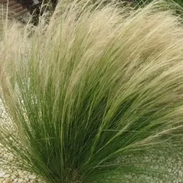 ostnica-mocna-pony-tails-1l